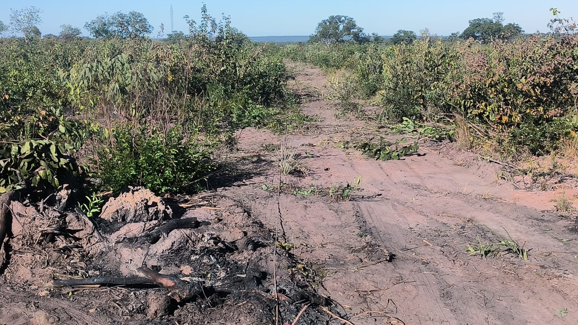 Linha do Caminhamento Elétrico estendida no terreno, com o eletrodo e a garra vermelha em primeiro plano, durante aquisição geofísica real da Aqua Liber — a medição que mostra camadas saturadas e fraturas antes da perfuração